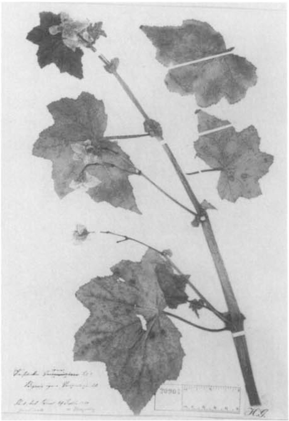 B. ignea var. ignea